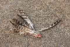 フクロウ科の鳥の羽 フクロウ科の鳥の羽