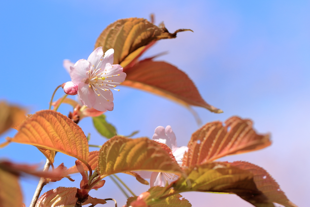 青空の葉桜