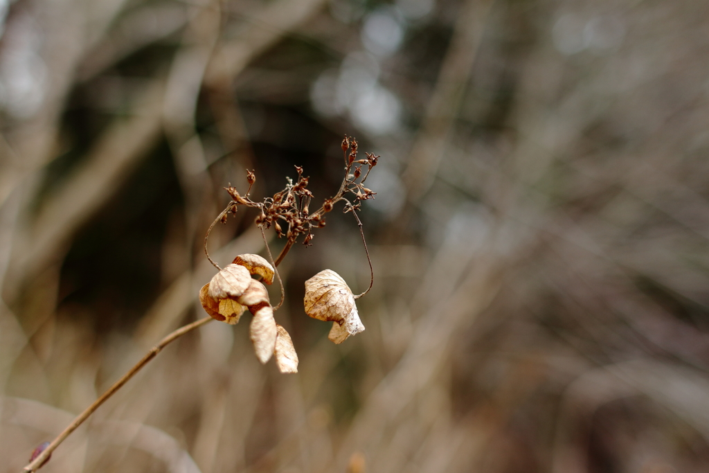 枯紫陽花の輝き