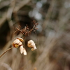 枯紫陽花の輝き