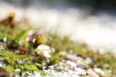 雪と花