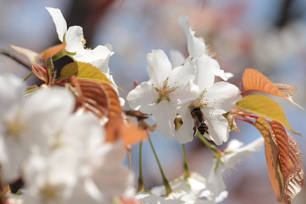 大島桜のニホンミツバチ