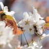 大島桜のニホンミツバチ