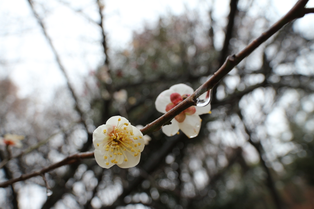 梅の花