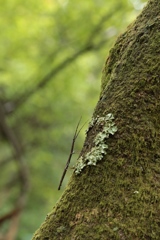 苔生した樹皮のエダナナフシ