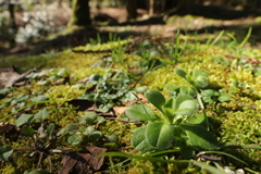 春待ちの草