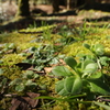 春待ちの草