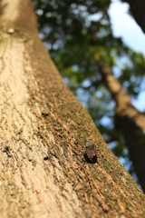 榎のキマダラカメムシ