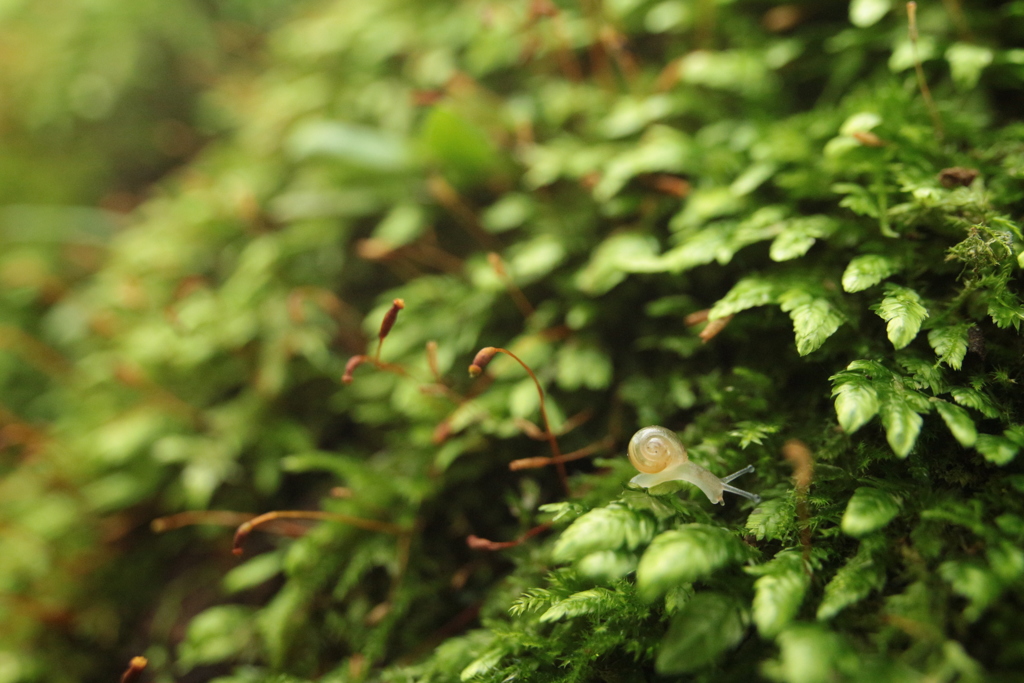 苔の森のカタツムリ