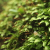苔の森のカタツムリ