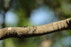 枝渡りのキマダラカメムシ