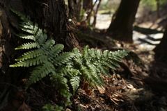 木陰の羊歯