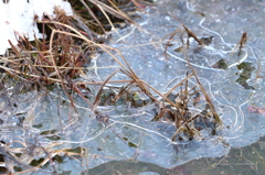 凍った湿地