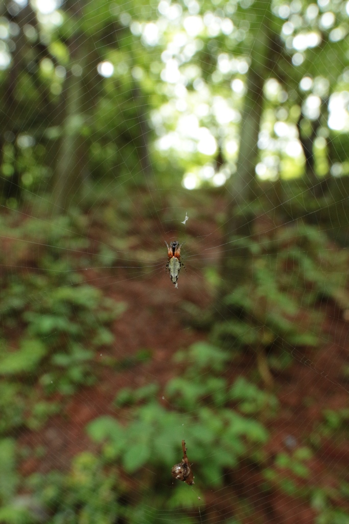 林内のギンメッキゴミグモ