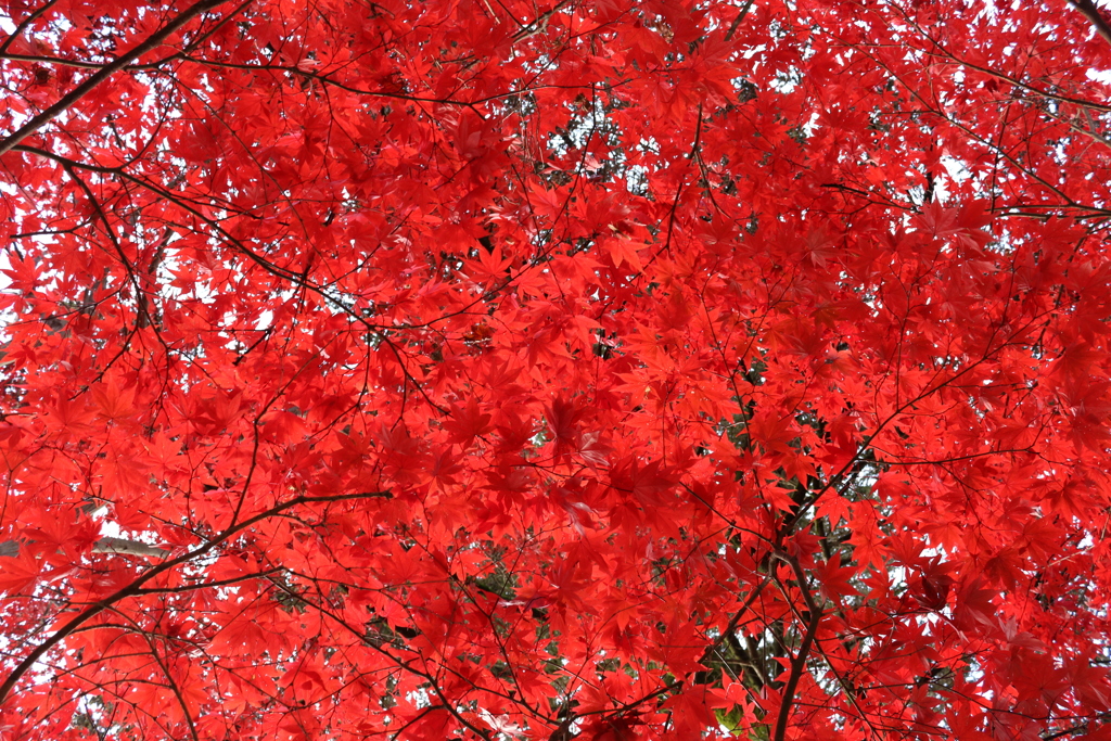 真っ赤な紅葉