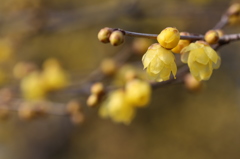 蠟梅の花