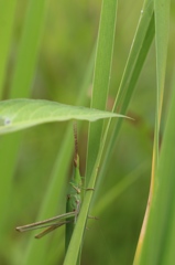 草むらのショウリョウバッタ