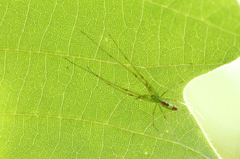 葉裏のウロコアシナガグモ