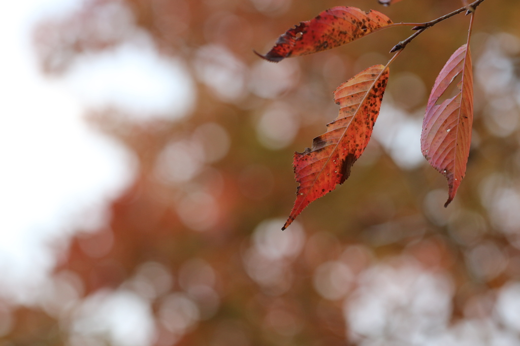 赤に紅葉三枚