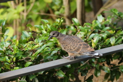 キジバトの雛鳥