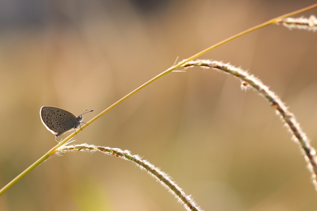 穂の上のヤマトシジミ