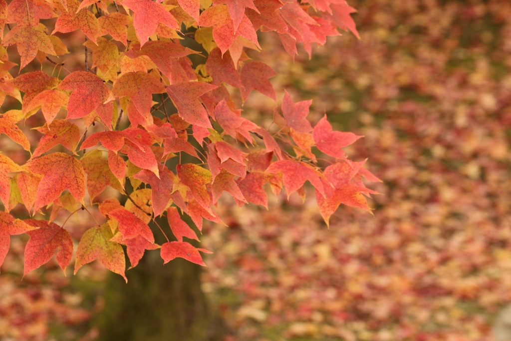 フウの紅葉