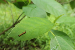 イシガケチョウの幼虫