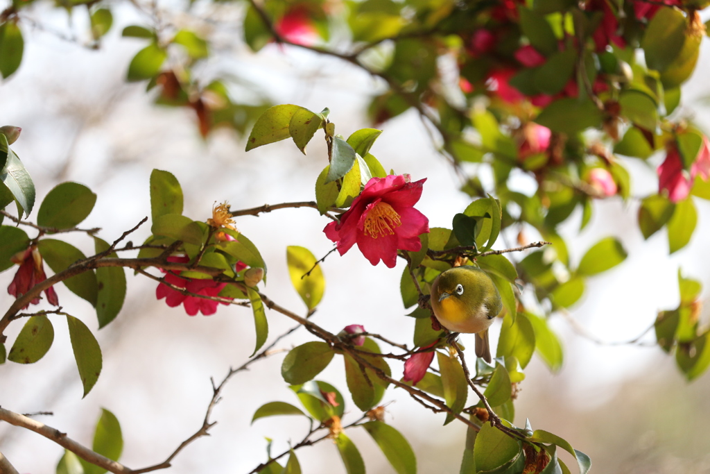 山茶花のメジロ