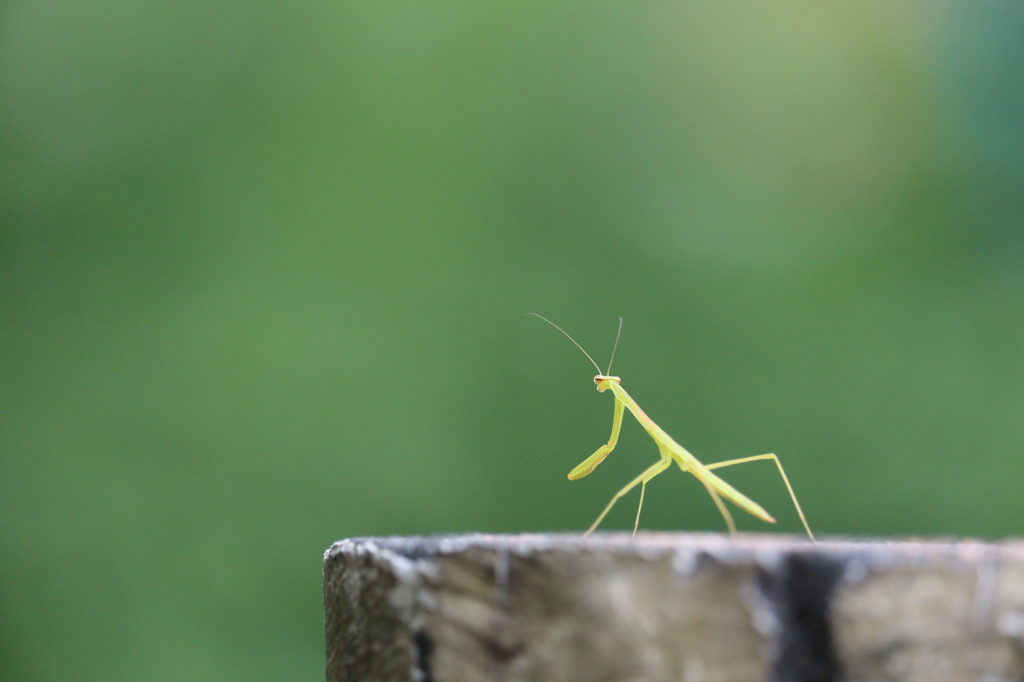 カマキリ