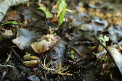 鯉池のサワガニ