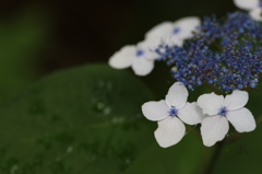 暗がりの紫陽花