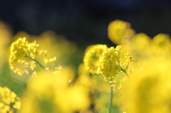 輝く菜の花
