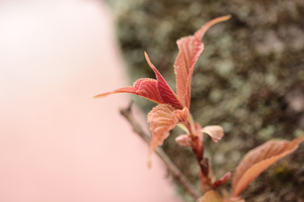 初御代桜の若葉