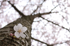 胴咲きの桜