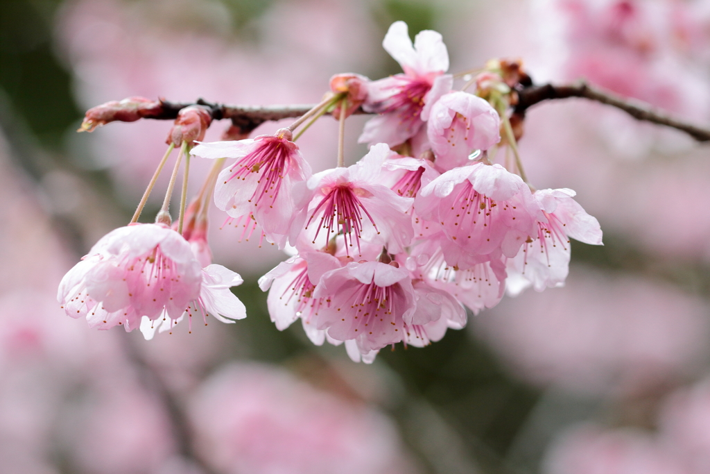 満開の初御代桜