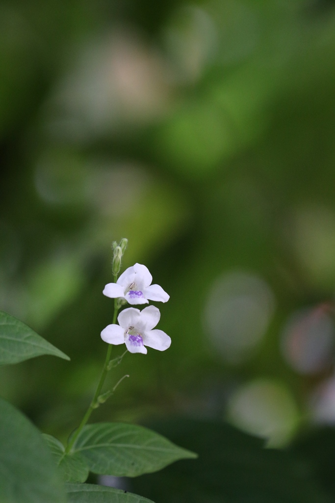 植物園の花々　16