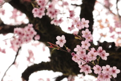 初御代桜の花と幹