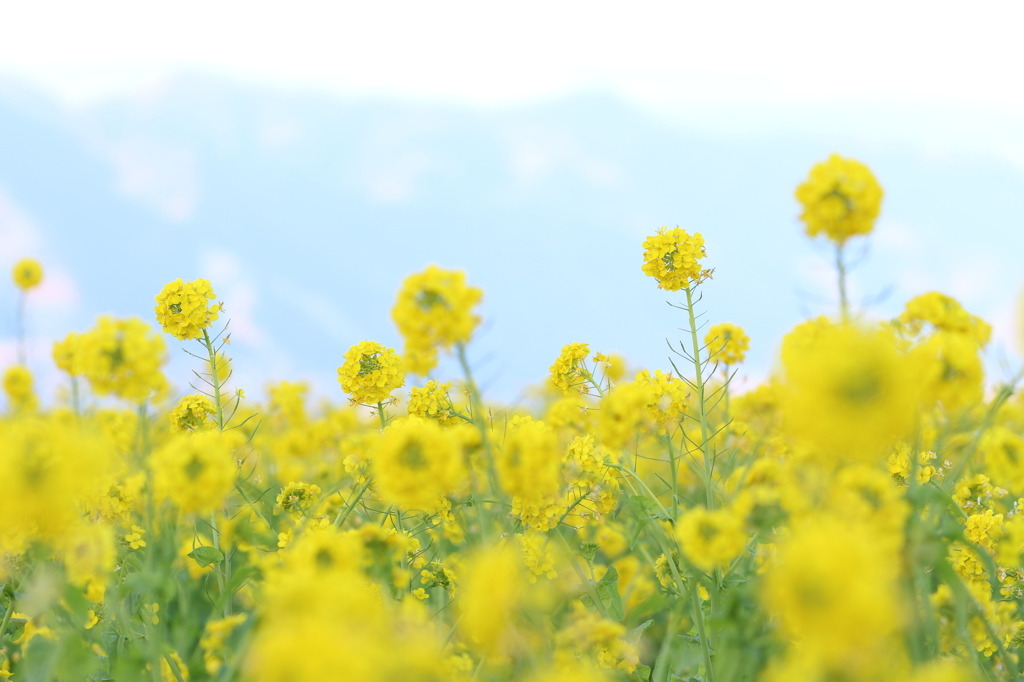 比良山系と菜の花