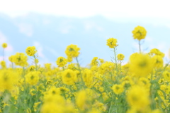 比良山系と菜の花