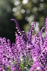 植物園の花々　その1
