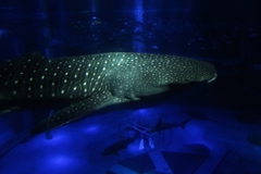 のとじま水族館のジンベイザメ