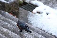 階段のイソヒヨドリ