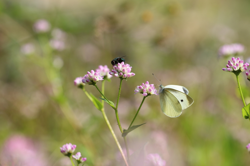 モンシロチョウと・・・