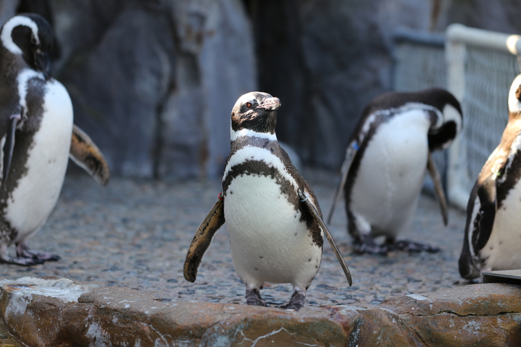 のとじま水族館のマゼランペンギン