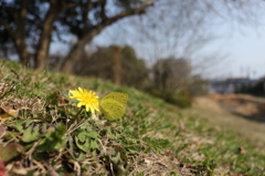 蒲公英のキタキチョウ