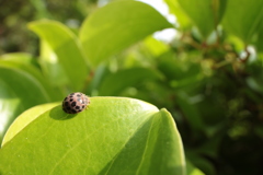 菝葜のニジュウヤホシテントウ