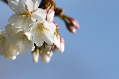 青空の桜