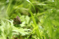 草むらのヒメウラナミジャノメ