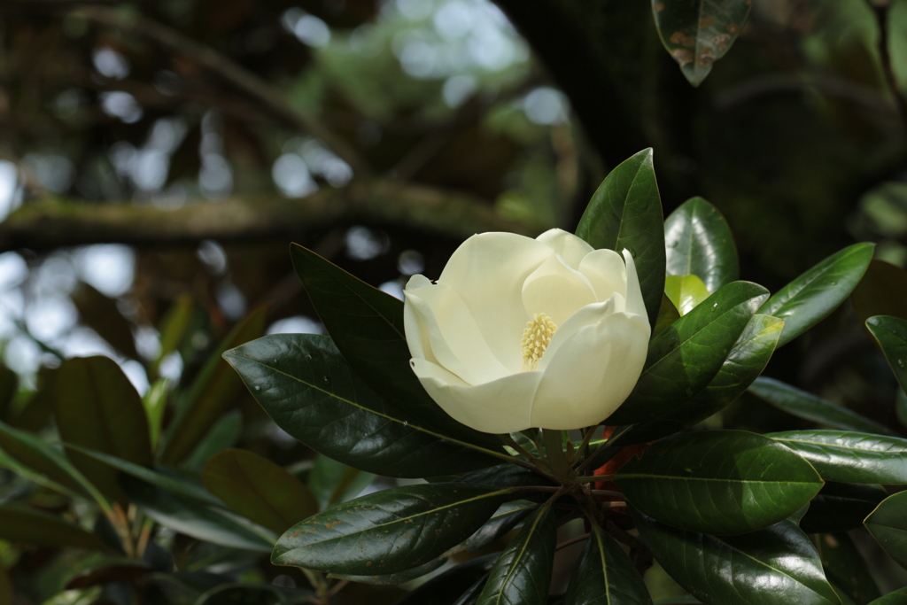 タイサンボクの白い花