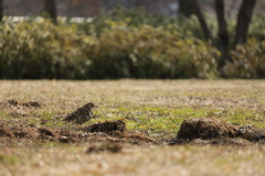 広場のトラツグミ